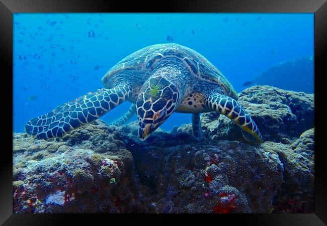 Turtle underwater diving in Maldives Framed Print by mark humpage