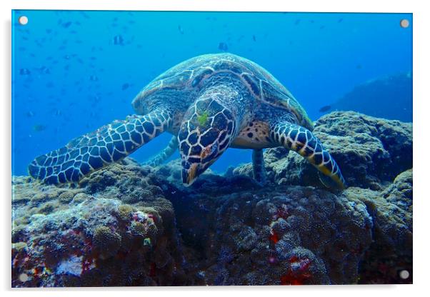 Turtle underwater diving in Maldives Acrylic by mark humpage