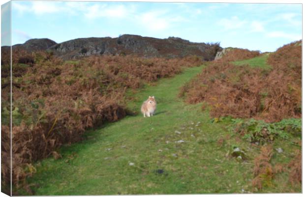 A small dog on a grassy path in the Lake District Canvas Print by John Bridge