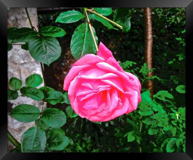 Perfect pink rose Framed Print by Stephanie Moore