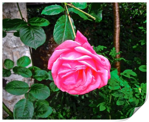 Perfect pink rose Print by Stephanie Moore