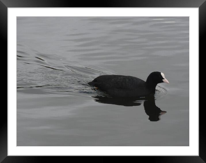 A Coot picture Framed Mounted Print by John Bridge