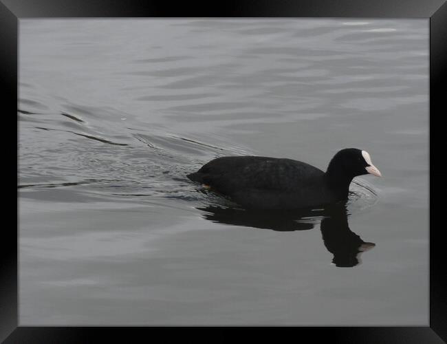 A Coot picture Framed Print by John Bridge