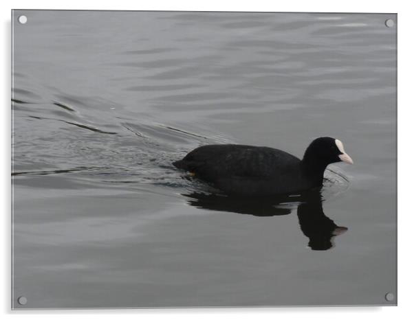 A Coot picture Acrylic by John Bridge