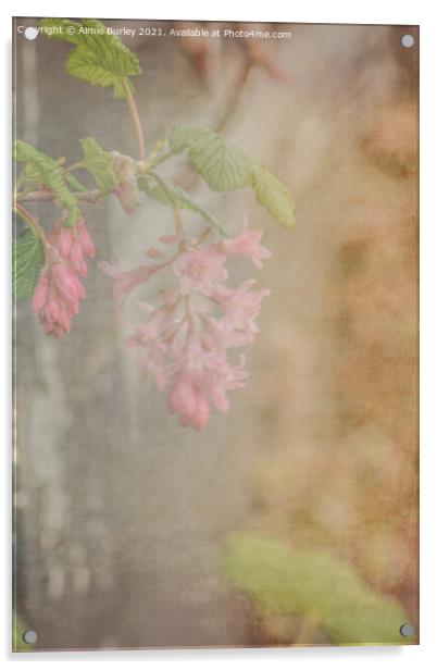 Soft flowers Acrylic by Aimie Burley