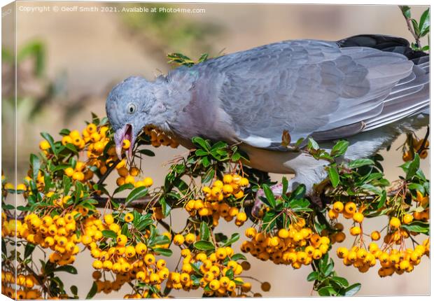 Pigeon eating Firethorn Shrub Berries Canvas Print by Geoff Smith