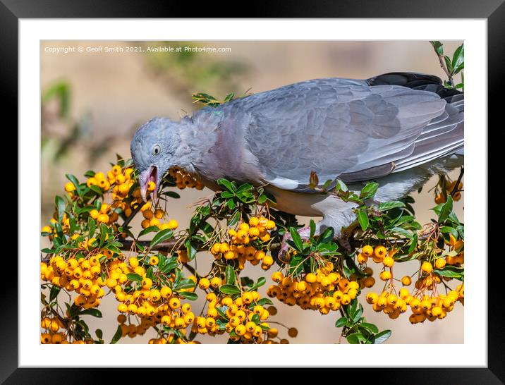 Pigeon eating Firethorn Shrub Berries Framed Mounted Print by Geoff Smith