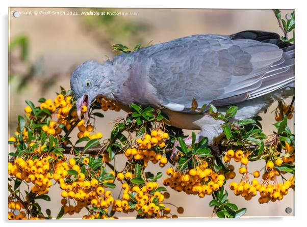 Pigeon eating Firethorn Shrub Berries Acrylic by Geoff Smith