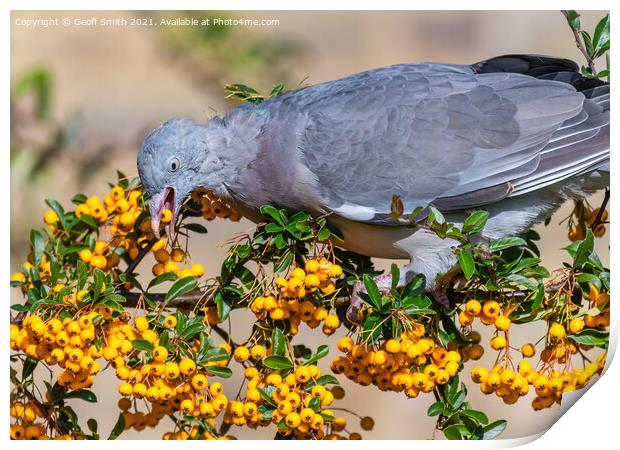 Pigeon eating Firethorn Shrub Berries Print by Geoff Smith
