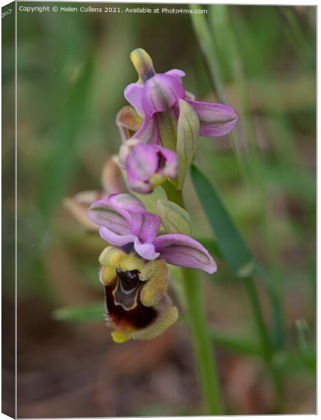 Ophrys tenthredinifera - Sawfly Orchid Canvas Print by Helen Cullens