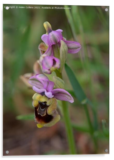 Ophrys tenthredinifera - Sawfly Orchid Acrylic by Helen Cullens
