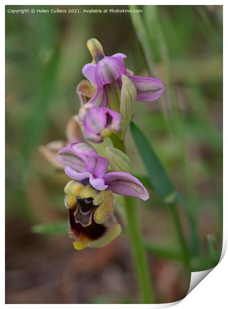 Ophrys tenthredinifera - Sawfly Orchid Print by Helen Cullens