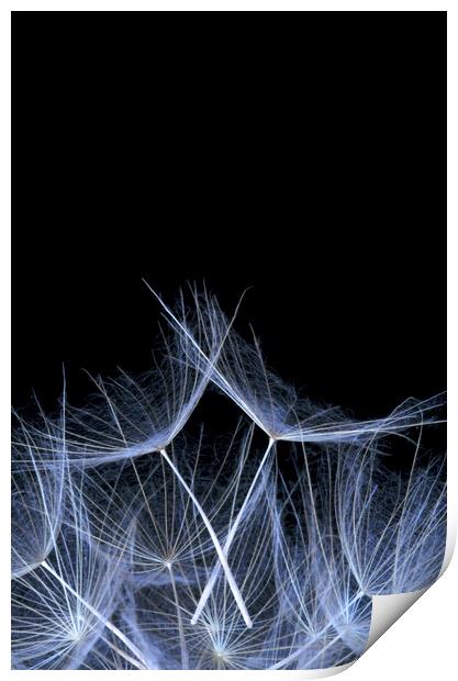 Dandelion Seed Head Macro  Print by Neil Overy