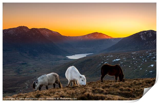 Snowdonia ponies Print by John Henderson