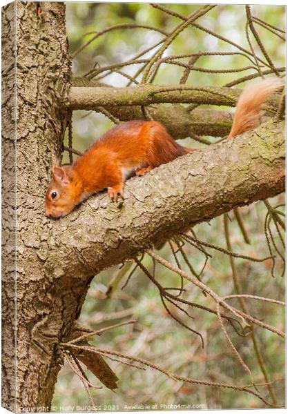 Red Squirrel or Eurasian Red Squirrel  Canvas Print by Holly Burgess