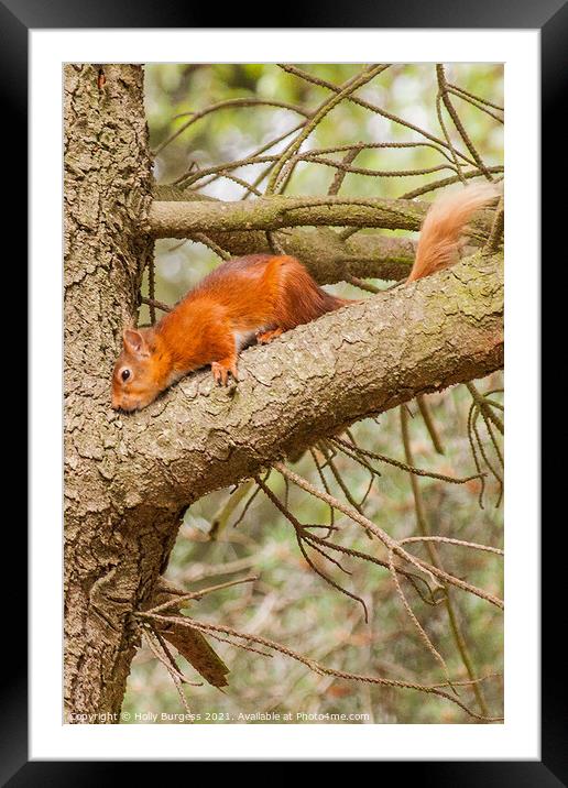 Red Squirrel or Eurasian Red Squirrel  Framed Mounted Print by Holly Burgess