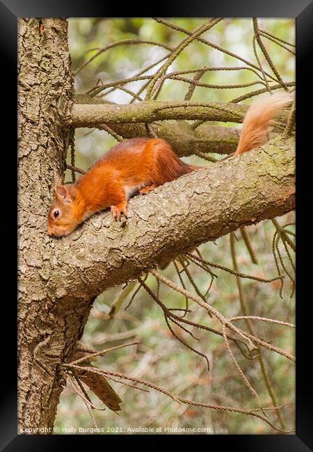 Red Squirrel or Eurasian Red Squirrel  Framed Print by Holly Burgess
