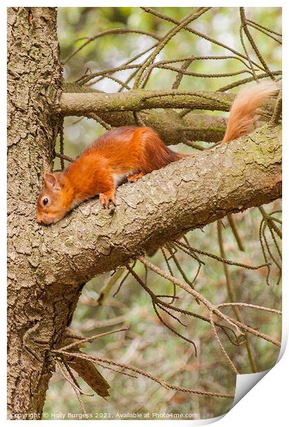 Red Squirrel or Eurasian Red Squirrel  Print by Holly Burgess