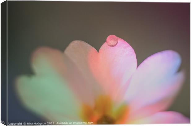 Close Up, Water Droplet on flower Canvas Print by Rika Hodgson