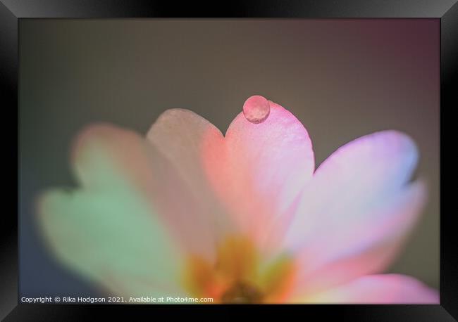 Close Up, Water Droplet on flower Framed Print by Rika Hodgson