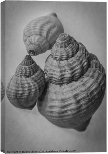  Common Whelk shells Canvas Print by louise stanley