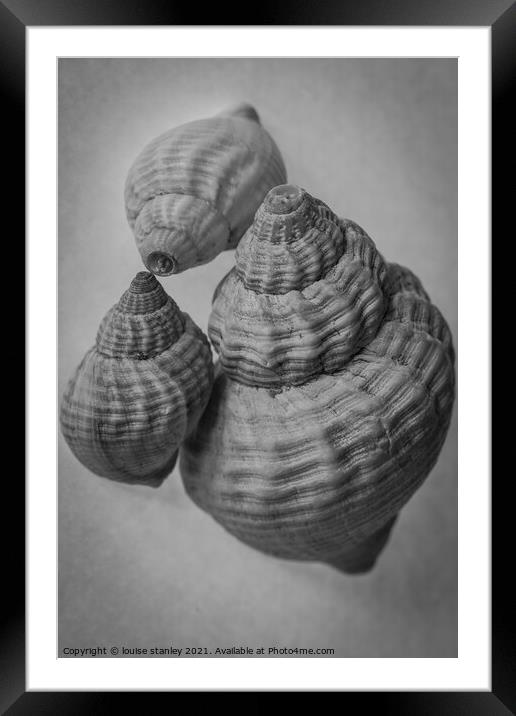  Common Whelk shells Framed Mounted Print by louise stanley