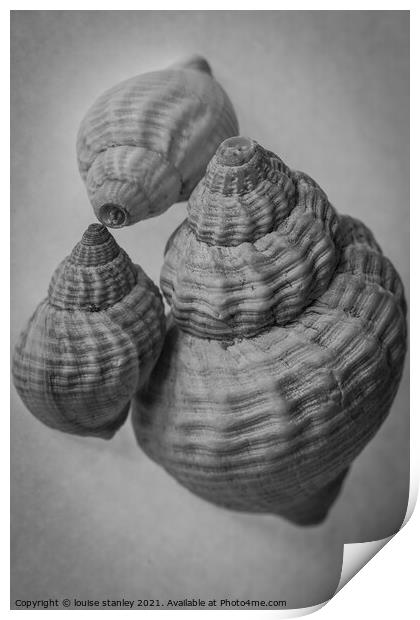  Common Whelk shells Print by louise stanley