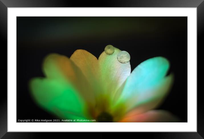 Water Droplets on Flower, Close up Framed Mounted Print by Rika Hodgson