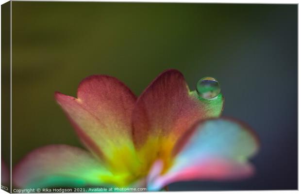Close Up of flower and single water droplet Canvas Print by Rika Hodgson