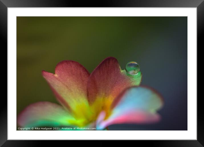 Close Up of flower and single water droplet Framed Mounted Print by Rika Hodgson