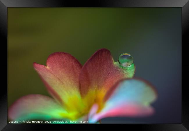Close Up of flower and single water droplet Framed Print by Rika Hodgson