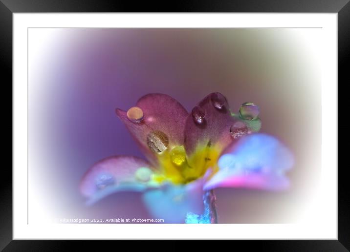 Water droplets on flower, Close Up Framed Mounted Print by Rika Hodgson