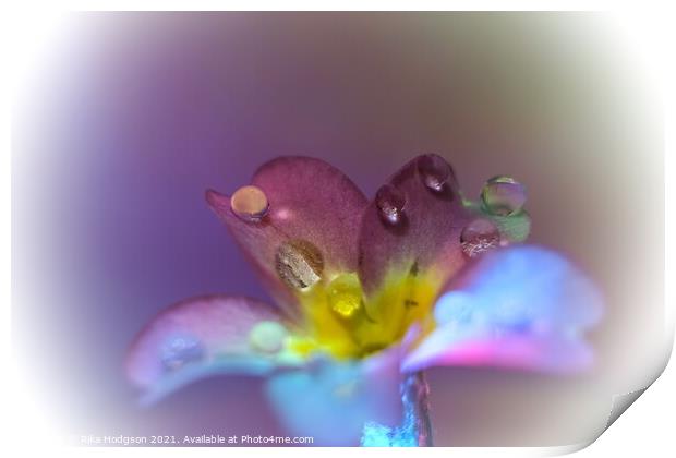 Water droplets on flower, Close Up Print by Rika Hodgson