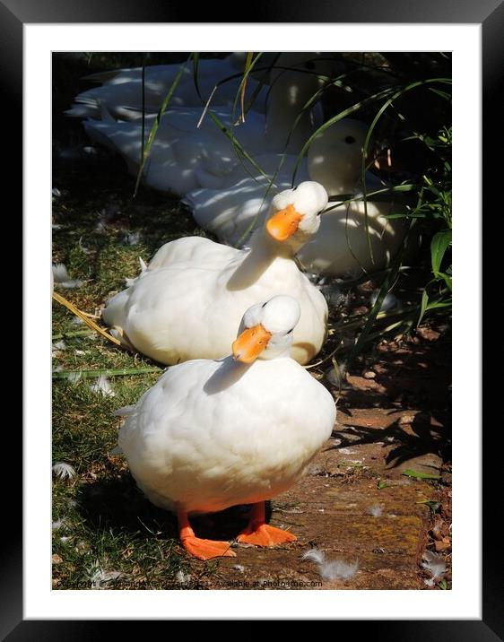 Funny Ducks Framed Mounted Print by Alexandra Lavizzari