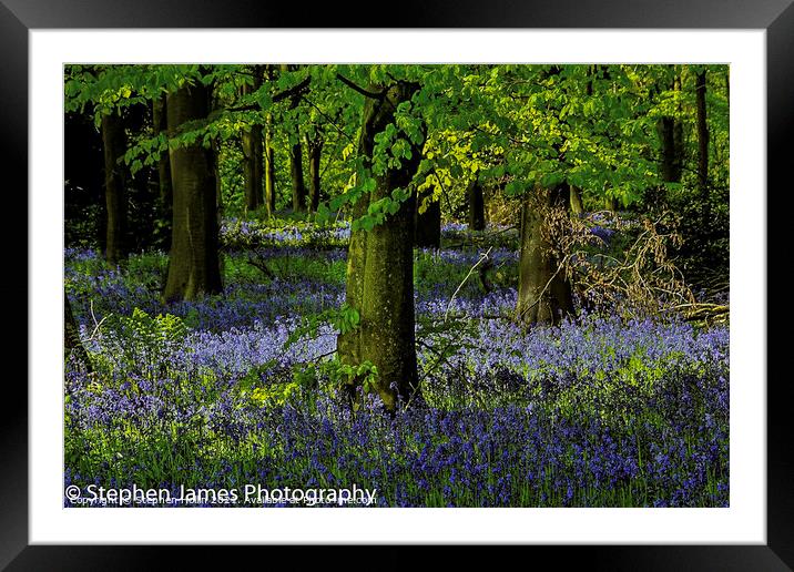 Bluebell woods Framed Mounted Print by Stephen Hollin