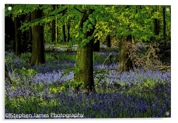 Bluebell woods Acrylic by Stephen Hollin