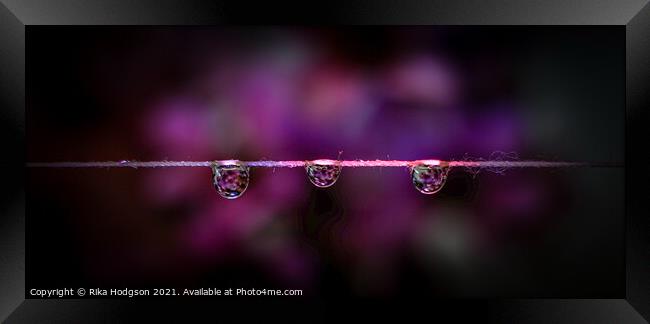 Three dark water droplets, Close up Framed Print by Rika Hodgson
