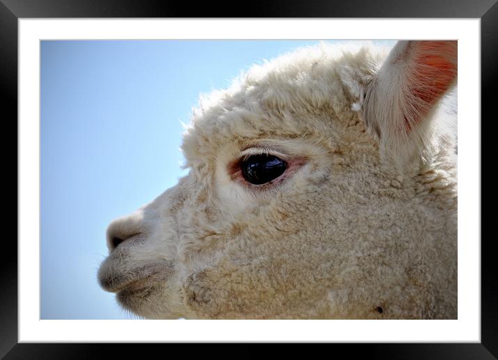 Majestic Alpaca The Graceful Camelid Framed Mounted Print by graham young