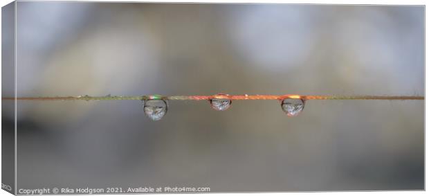 Close Up of Three Hanging Water Droplets Canvas Print by Rika Hodgson