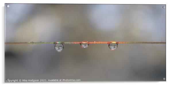 Close Up of Three Hanging Water Droplets Acrylic by Rika Hodgson