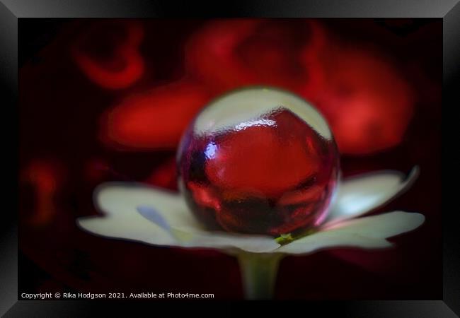 Tiny Glass Ball on Flower, Close Up Framed Print by Rika Hodgson