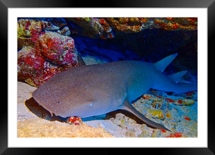 Nurse shark sleeping in cave underwater in Maldives Framed Mounted Print by mark humpage