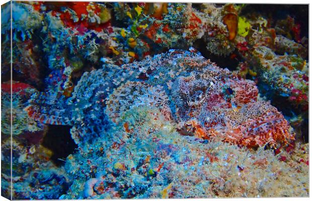 Scorpion fish underwater diving in Maldives Canvas Print by mark humpage