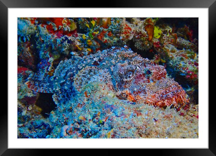 Scorpion fish underwater diving in Maldives Framed Mounted Print by mark humpage