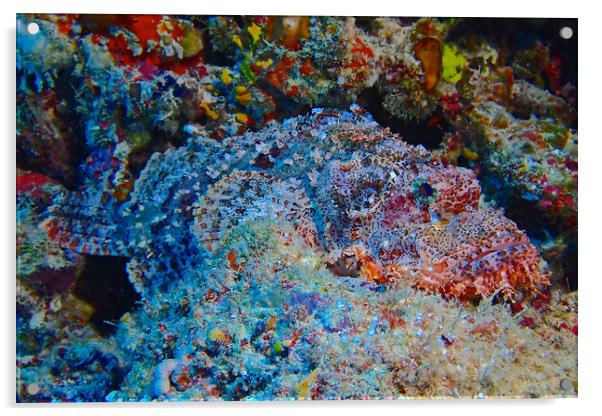 Scorpion fish underwater diving in Maldives Acrylic by mark humpage