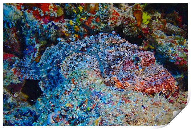 Scorpion fish underwater diving in Maldives Print by mark humpage
