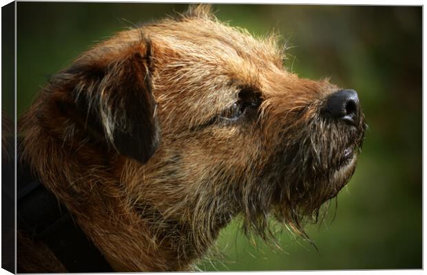 Border Terrier in Profile Canvas Print by graham young