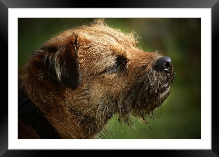 Border Terrier in Profile Framed Mounted Print by graham young
