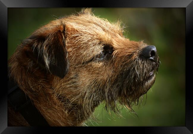 Border Terrier in Profile Framed Print by graham young