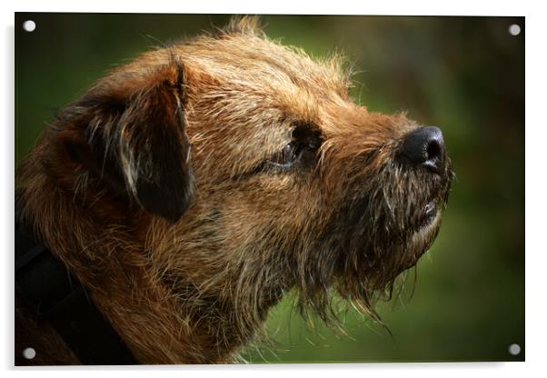 Border Terrier in Profile Acrylic by graham young
